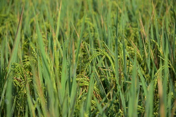 Paddy rice, Oryza sativa, plants with grains of rice ready to be harvested