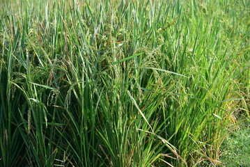 Paddy rice, Oryza sativa, plants with grains of rice ready to be harvested