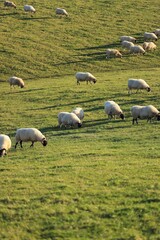 Fototapeta premium Scotland Sheep on a Hill