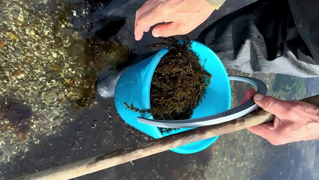 a man collects in transparent sea water and puts in a blue plastic bucket Brown alga Fucus vesiculosus. Vertical video. healthy eating and natural food concept
