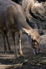 Deer in the forest, a Close up of young Javan Deer, Rusa timorensis 