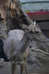 Deer in the forest, a Close up of young Javan Deer, Rusa timorensis 