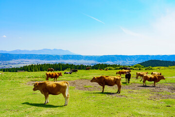 【熊本県】阿蘇カルデラ草原の放牧風景