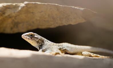 lizard on the rock