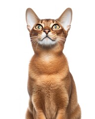 Abyssinian Cat Lounging