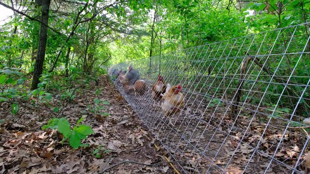 Chickens inside of mesh or wire tunnel while walking toward chicken coop or enclosure connected through woods.