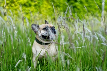 French bulldog in the grass