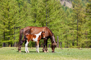 Obraz premium A horse with a foal stands in a clearing in the forest