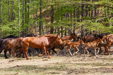 A herd of horses is running in the forest among the trees