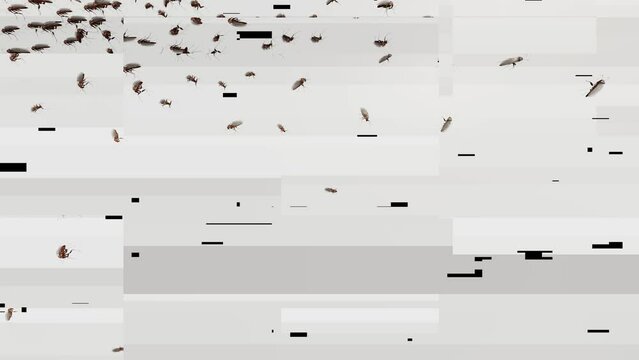 Glitchy image of running cockroaches on a white background.