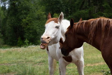 Obraz premium horse yawning in the field
