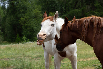 Fototapeta na wymiar horse yawning in the field