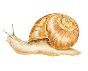 Colourful snail wild animal illustration.