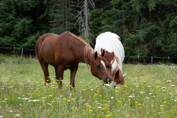 horses grazing