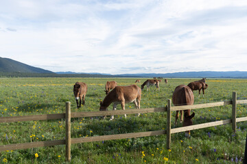 Naklejka premium horses and mules on the meadow
