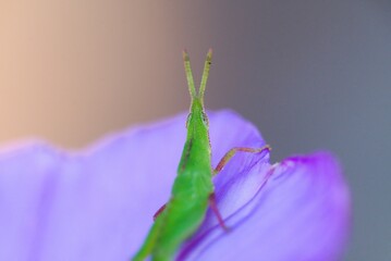 wild locusts perched on the leaves in the morning