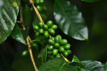 berries of a currant