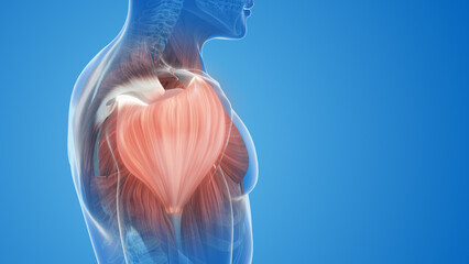 shoulder muscle pain and injury - obrazy, fototapety, plakaty
