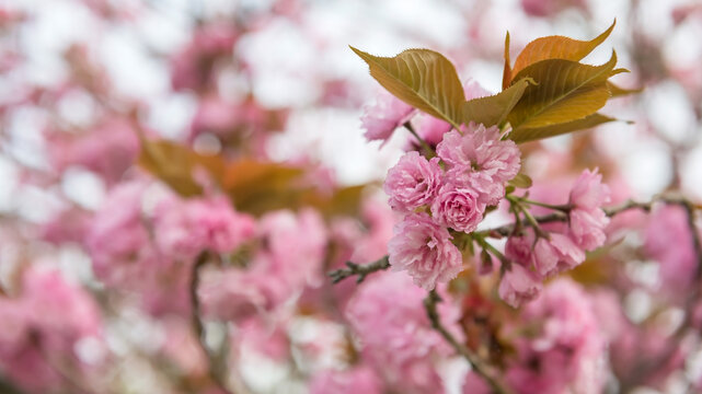 Cherry kanzan or pink sekiyama sakura full bloom