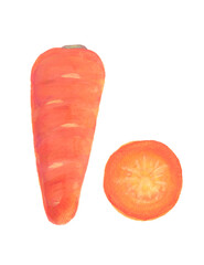 ニンジン　水彩