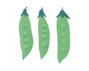 サヤエンドウ　水彩