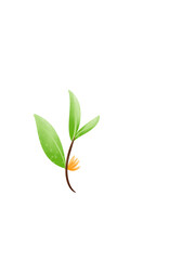 yellow flowers and branch