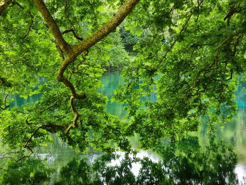 green leaves of platanus trees in lake viros springs of river louros in village voulista ioannina greece