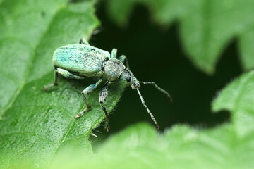 stinging nettle insect