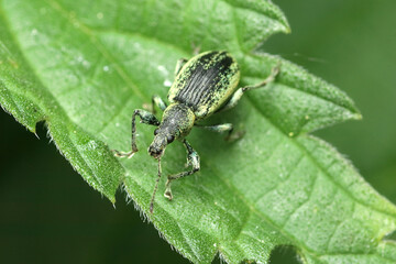 stinging nettle insect