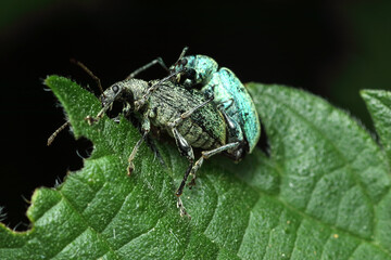 a pair of stinging nettles copulate