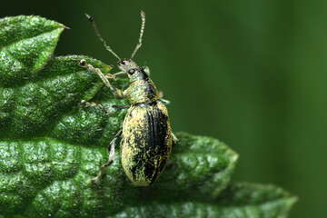 stinging nettle insect