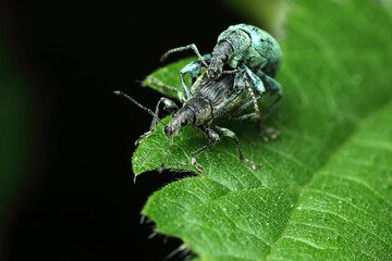 a pair of stinging nettles copulate