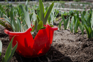 red plastic container with seedlings of irises in the garden among already planted flowers on a sunny day. background