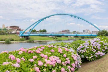 Fototapeta na wymiar 江戸川区　旧中川から見る紫陽花とふれあい橋