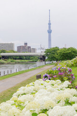 Obraz premium 江戸川区 旧中川から見る紫陽花と東京スカイツリー