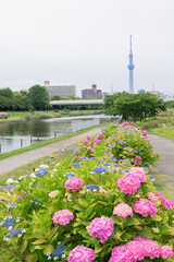 Obraz premium 江戸川区 旧中川から見る紫陽花と東京スカイツリー