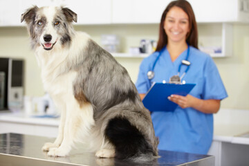 Veterinarian, portrait or dog at veterinary clinic for animal healthcare checkup inspection or nursing. Doctor, history or sick blue merle collie pet or rescue puppy in medical examination or test