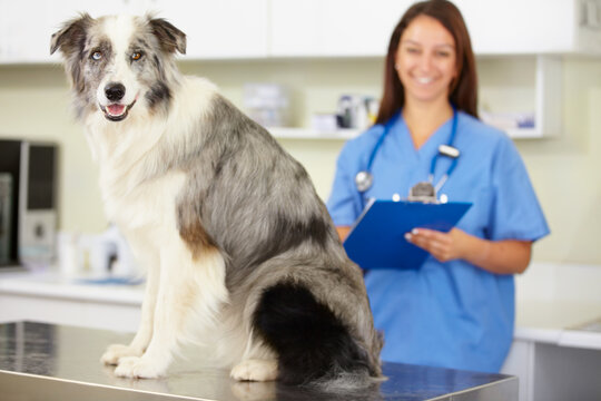Veterinarian, portrait or dog at veterinary clinic for animal healthcare checkup inspection or nursing. Doctor, history or sick blue merle collie pet or rescue puppy in medical examination or test