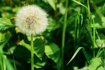 White dandelion flower on spring day, closeup