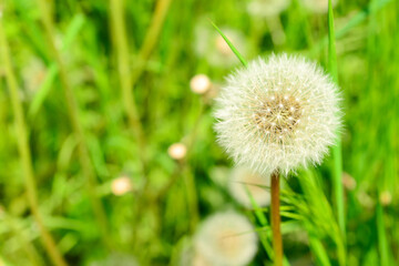 White dandelion flowers in green grass outdoors
