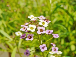 Obraz premium Flowering Alyssum Plants V in the Garden, Macro, Backgrounds.