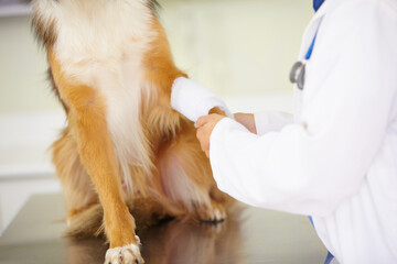 Hands of veterinarian, bandage or dog at veterinary clinic in an emergency healthcare inspection or...