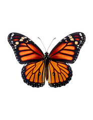 Fototapeta na wymiar butterfly isolated, Monarch Butterfly