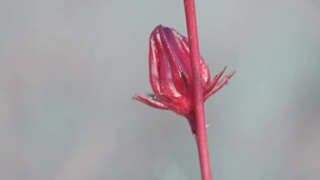 A close-up look at a single red rosella bud gently moving in the breeze.
