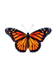 Obraz na płótnie Canvas butterfly isolated, Monarch Butterfly