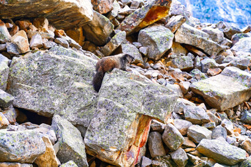 Yellow-bellied Marmot sunning on rocks near the Edith Cavell glacier in Jasper area of the Canada Rockies