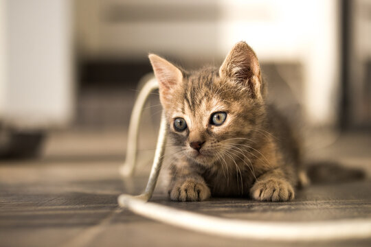Beautiful picture of baby cat playing with a wire in the afternoon. Concept of pets.