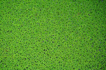 green floating Azolla Pinnata at organic farm.