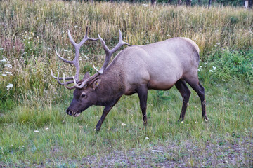 A Bull Elk with magnificient antlers near the town of Jasper in the Canada rockies, Cervus canadensis