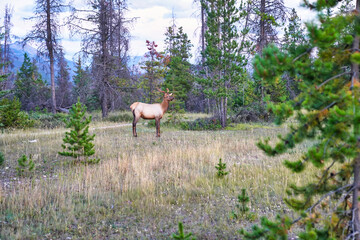 A Young Male Elk with growing antlers near the town of Jasper in the Canada rockies